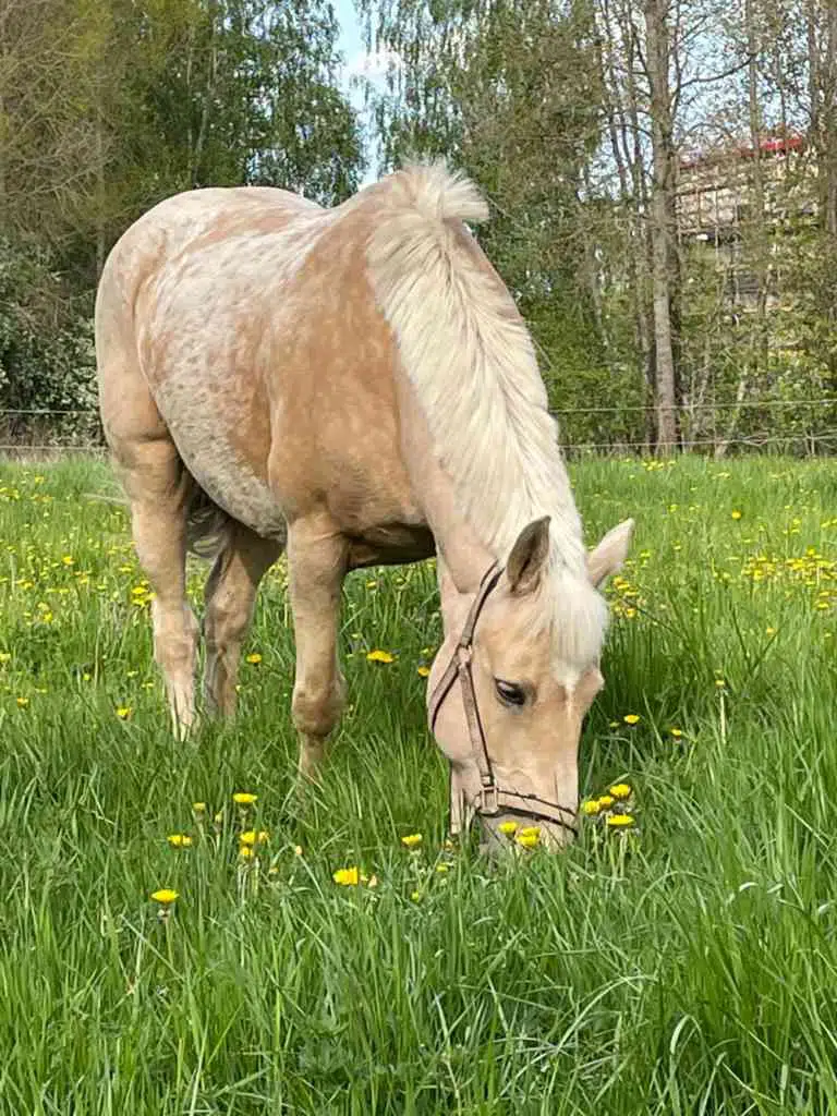 valheim pony valheim pony