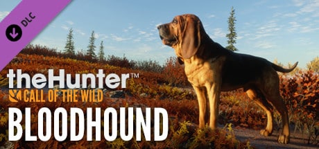 cotw Bloodhound