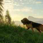 COTW Bloodhound PR HD 1