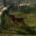 COTW Bloodhound PR HD 7