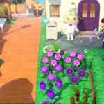 acnh hm looop coop 12