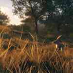 Rancho Del Arroyo screenshot 5