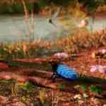 away the survival series 2